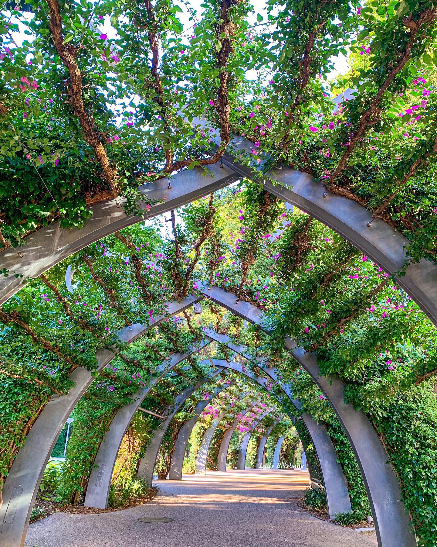 Visit - 💜 The prettiest pathway in Brisbane, our iconic bougainvillea ...