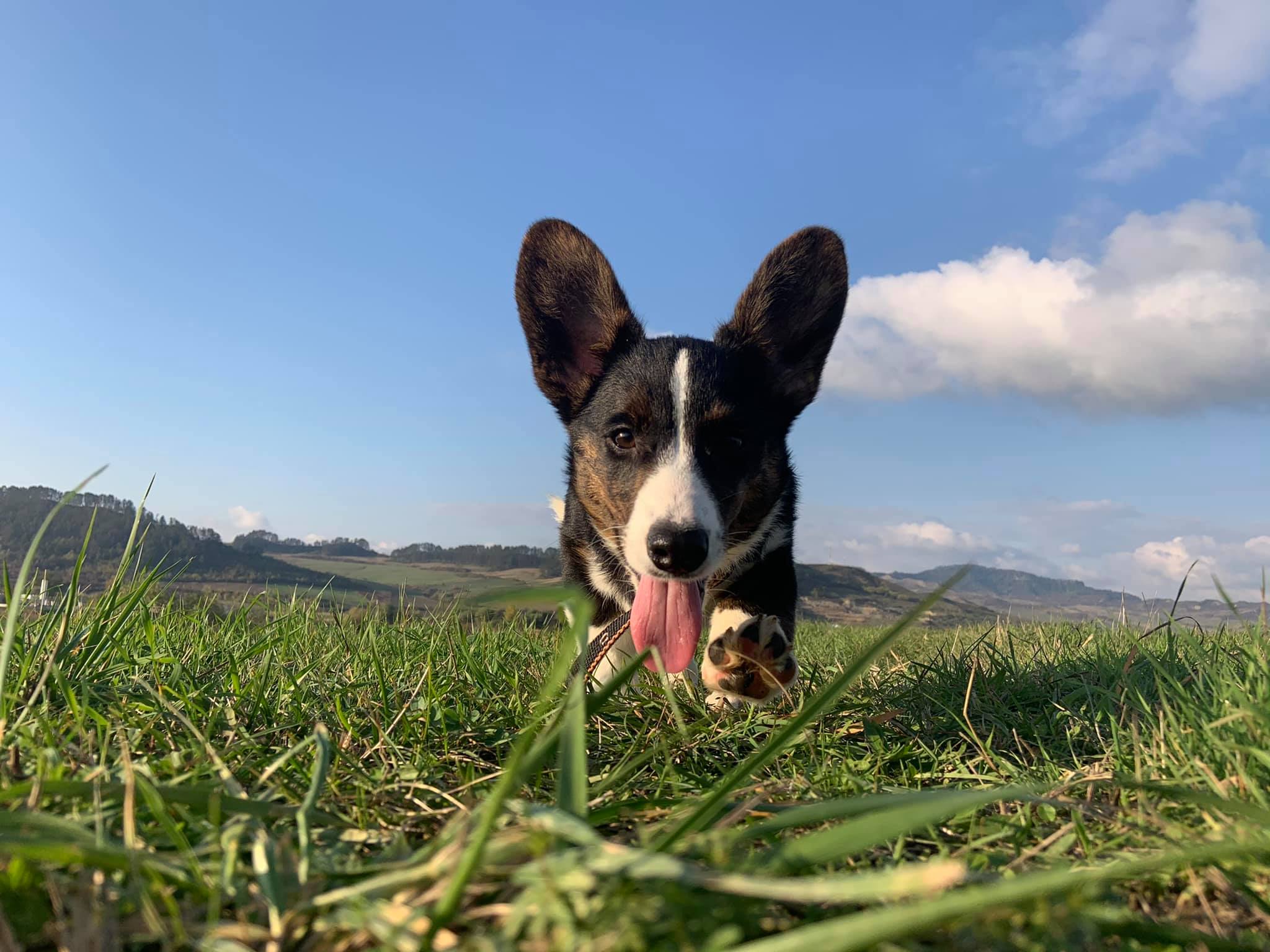 Corgi Österreich added a new photo. - Corgi Österreich