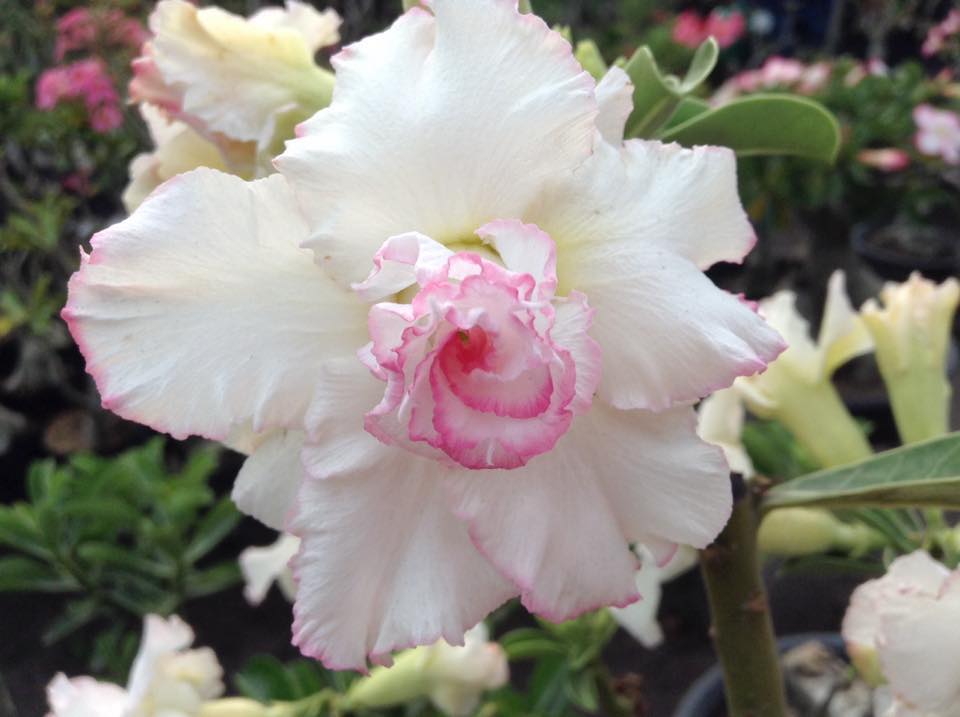 GenSan Adenium Frontier - Adenium is commonly called the 