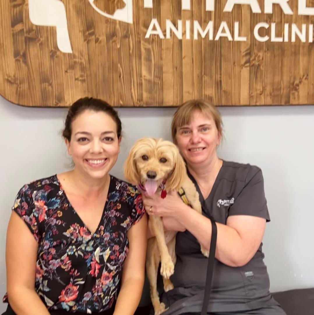 👋🏼 Everyone meet XinXin! This long... - Pitard Animal Clinic