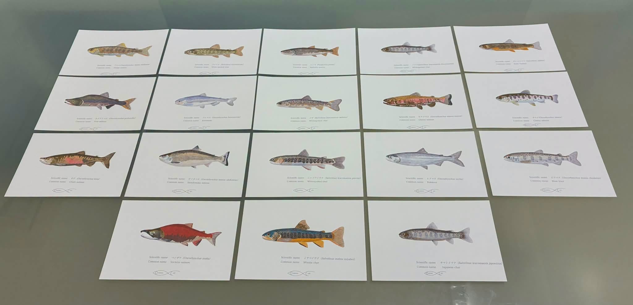 サケ・マスのグループを描きました。 I drew a group of salmon and