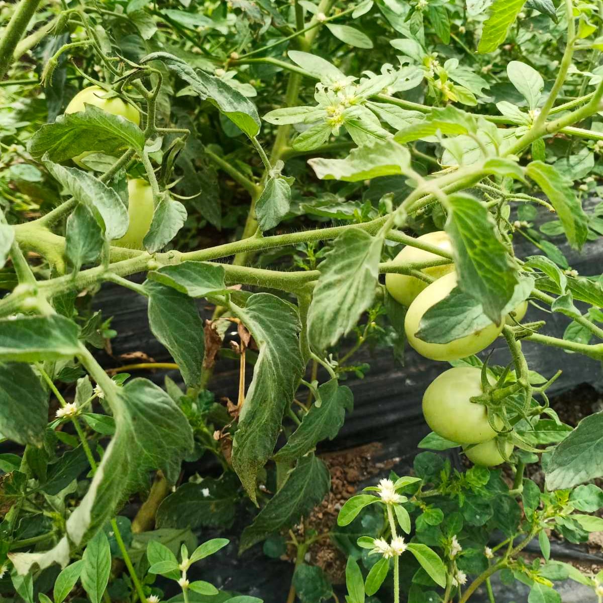 SCI Organic Farms