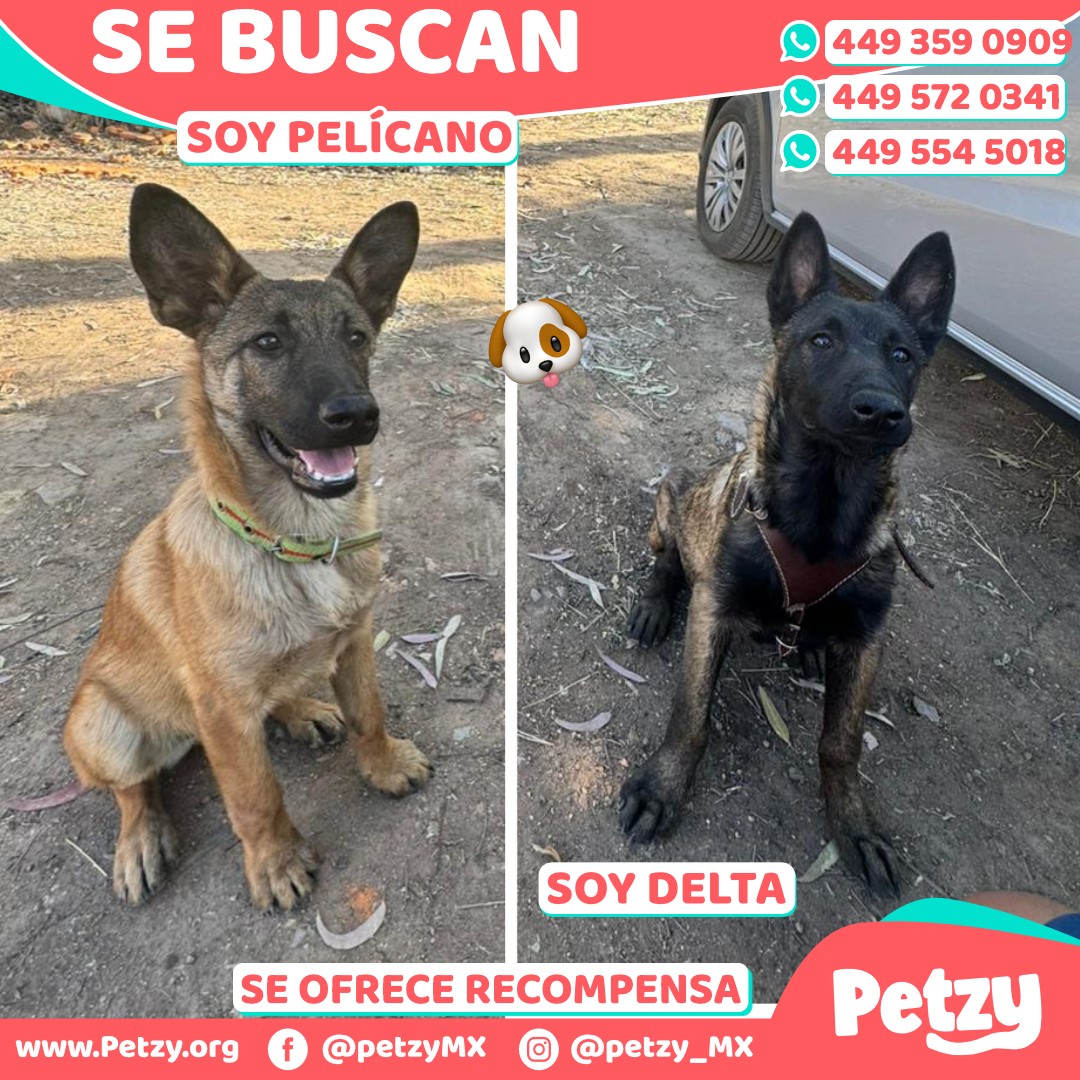 Petzy, - BUSCAMOS A PELÍCANO Y DELTA 🐶 🔴 AGUASCALIENTES, MUNICIPIO DE ...