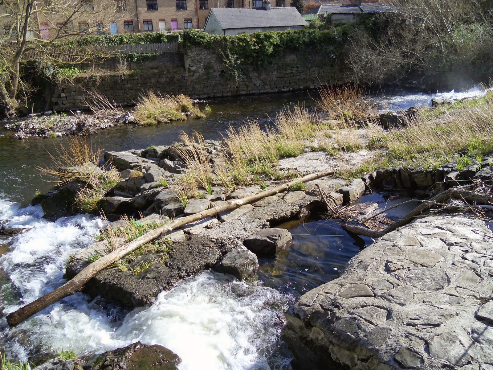 River Dodder Celebration