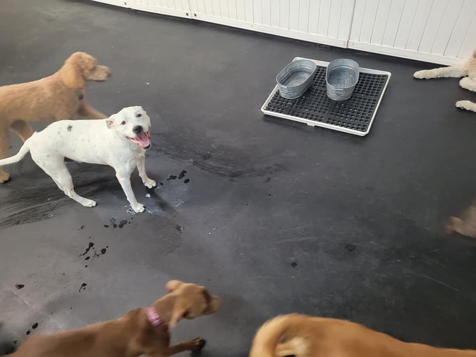Monday and we are having a... Lucky Dog Daycare & Boarding