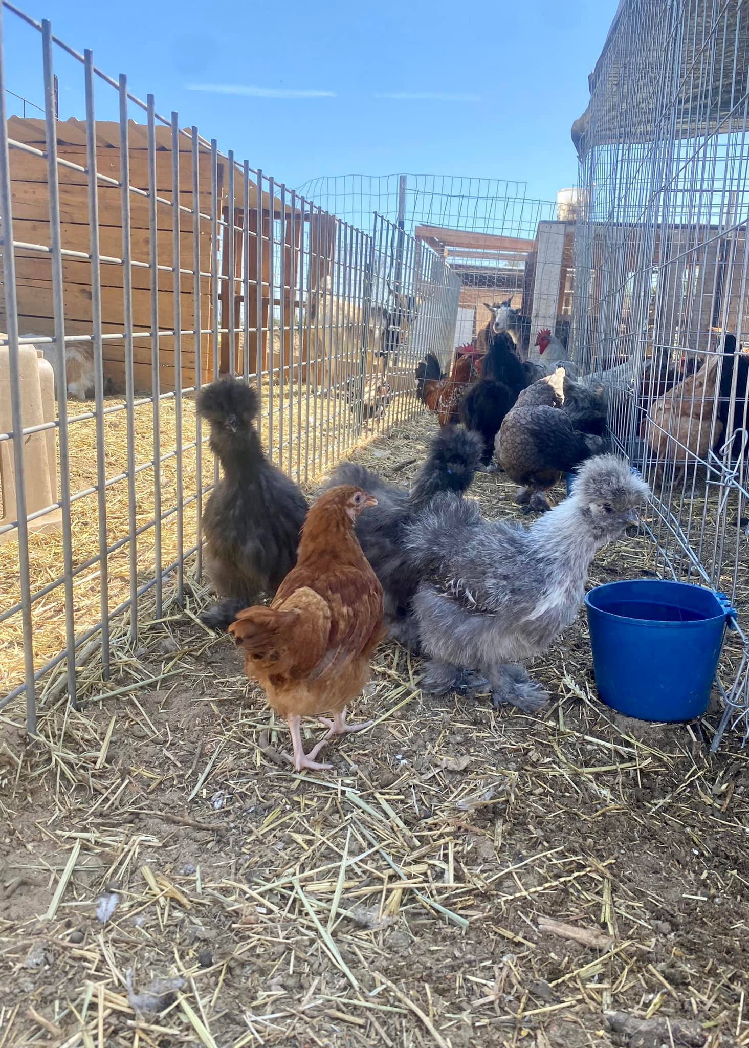 Moonlight Ranch - The Silkie chicks & their Rhode Island... | Facebook