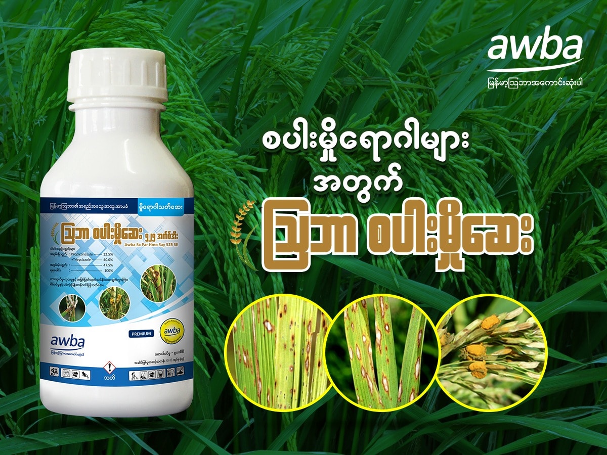 Myanma Awba - စပါးမှိုရောဂါများအတွက် သြဘာစပါးမှိုသတ်ဆေး...