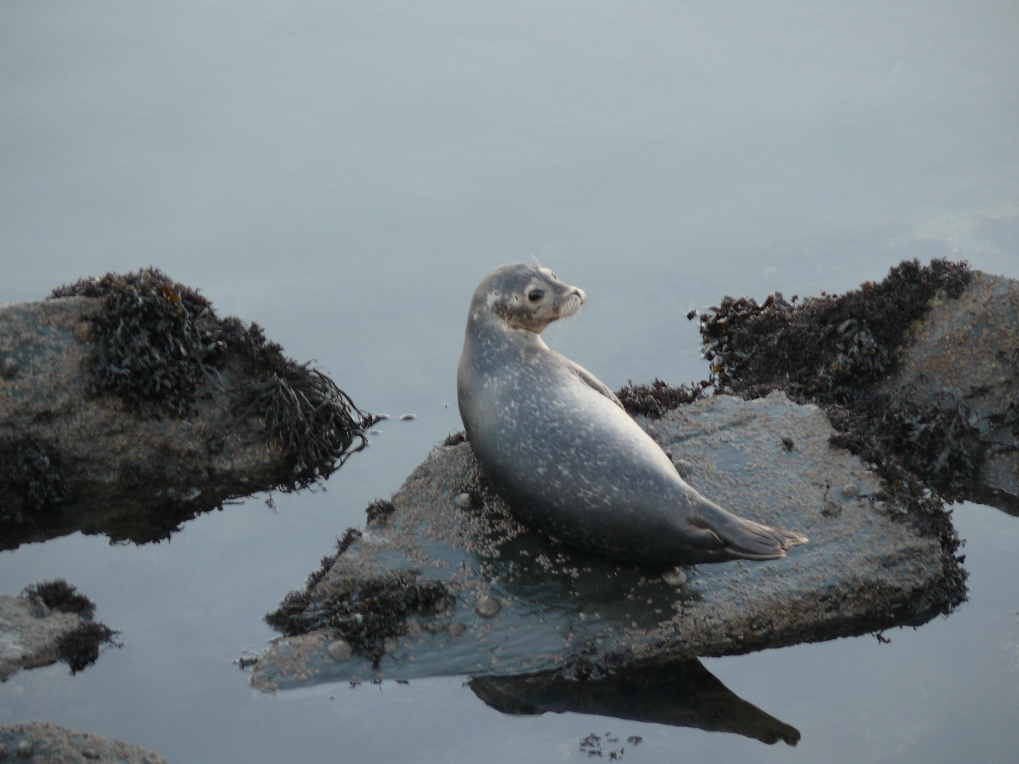 Strangford Lough is a great place... - Visit Strangford Lough