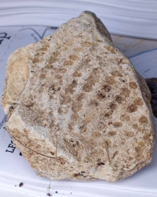 today is National Fossil Day. Fossils are the remains or traces of