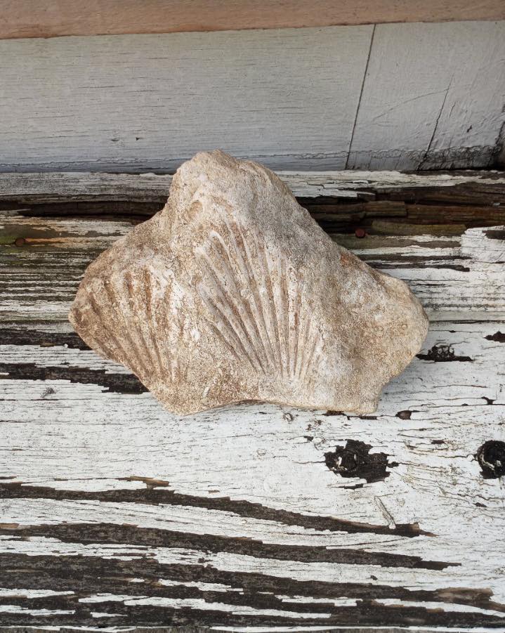 today is National Fossil Day. Fossils are the remains or traces of