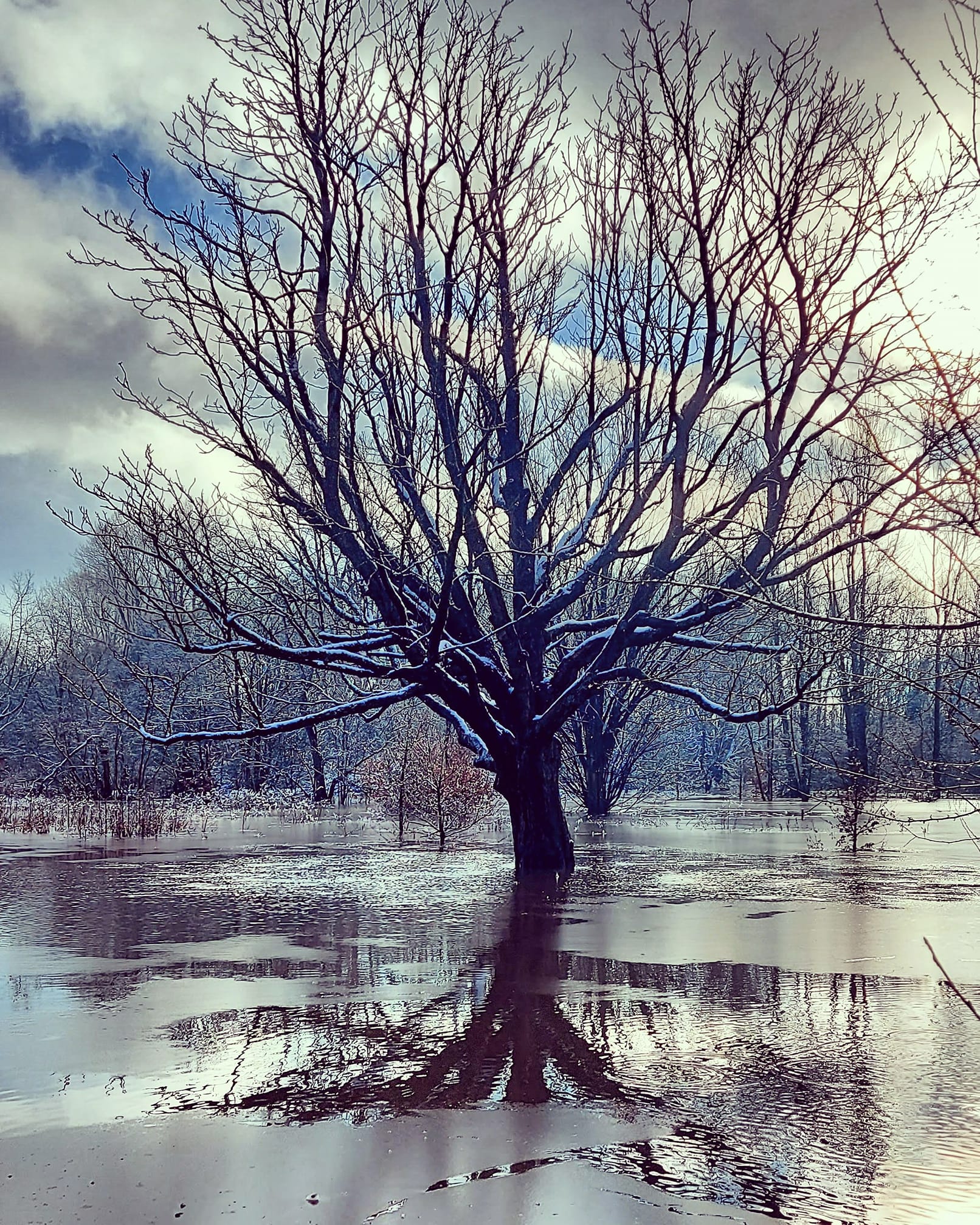 Is the Tree of Life still standing in Olympic National Park?
