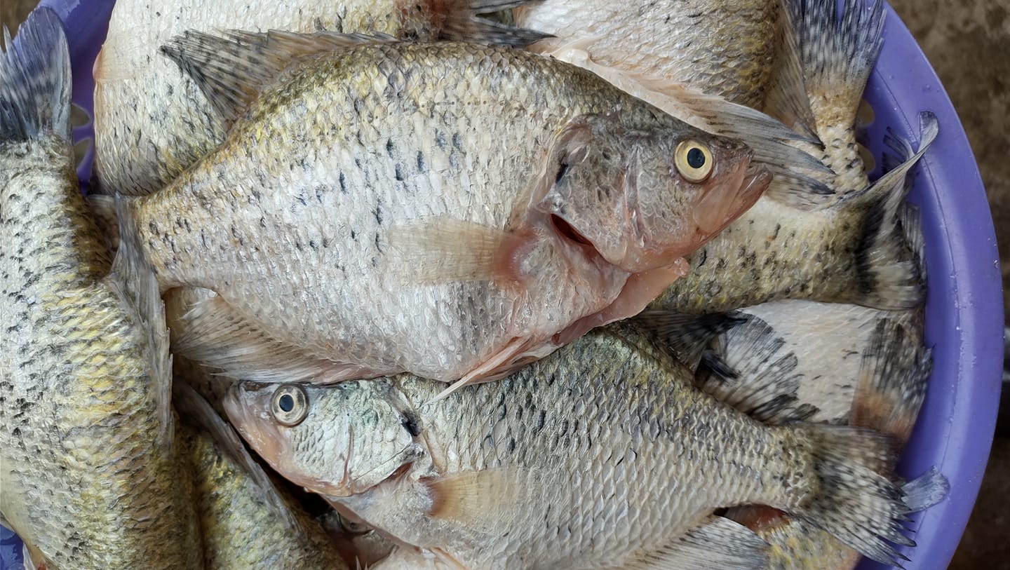Pescados y mariscos Canatlan