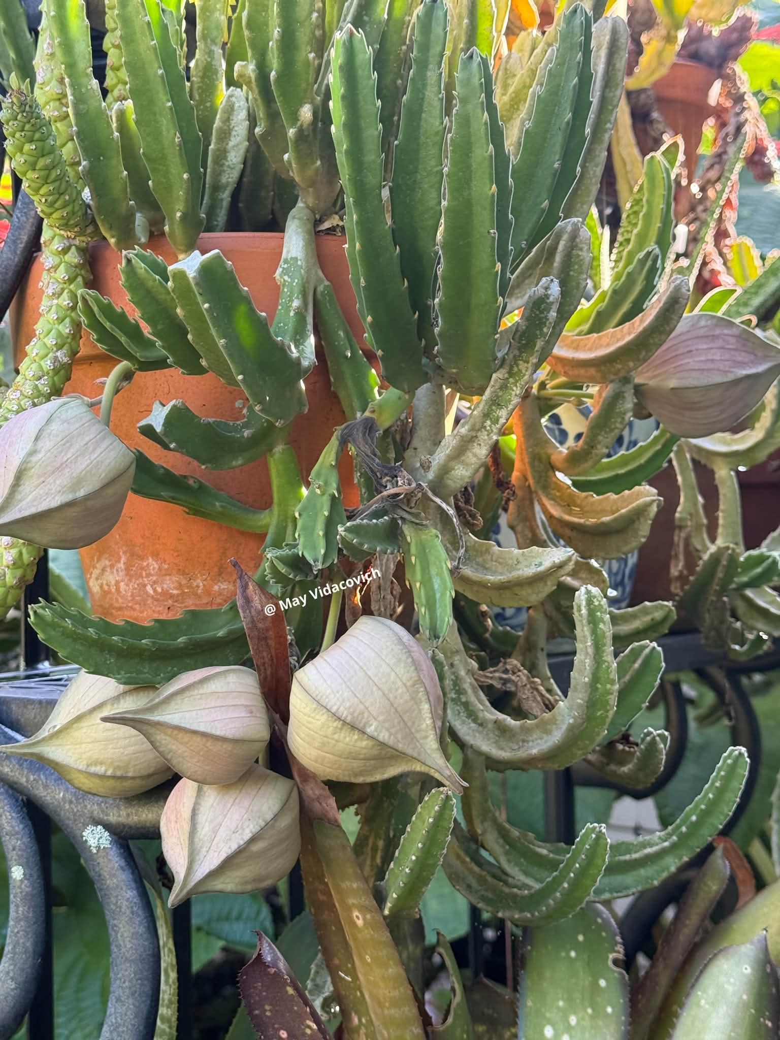 Jade Dragon.