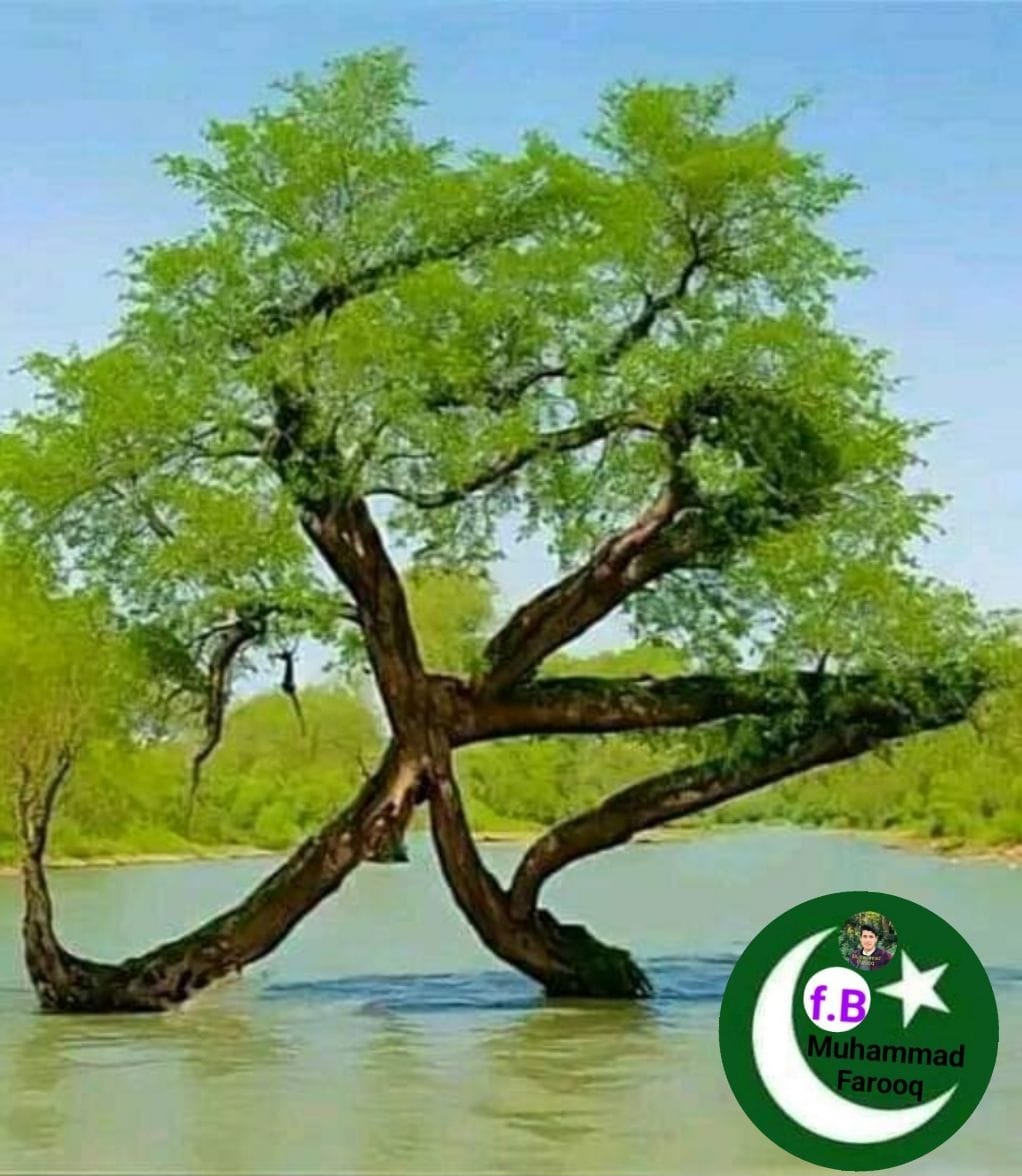 Saifullah Rind
