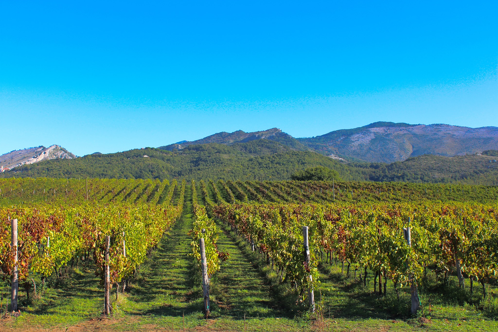 Telaro Azienda Vitivinicola | Galluccio