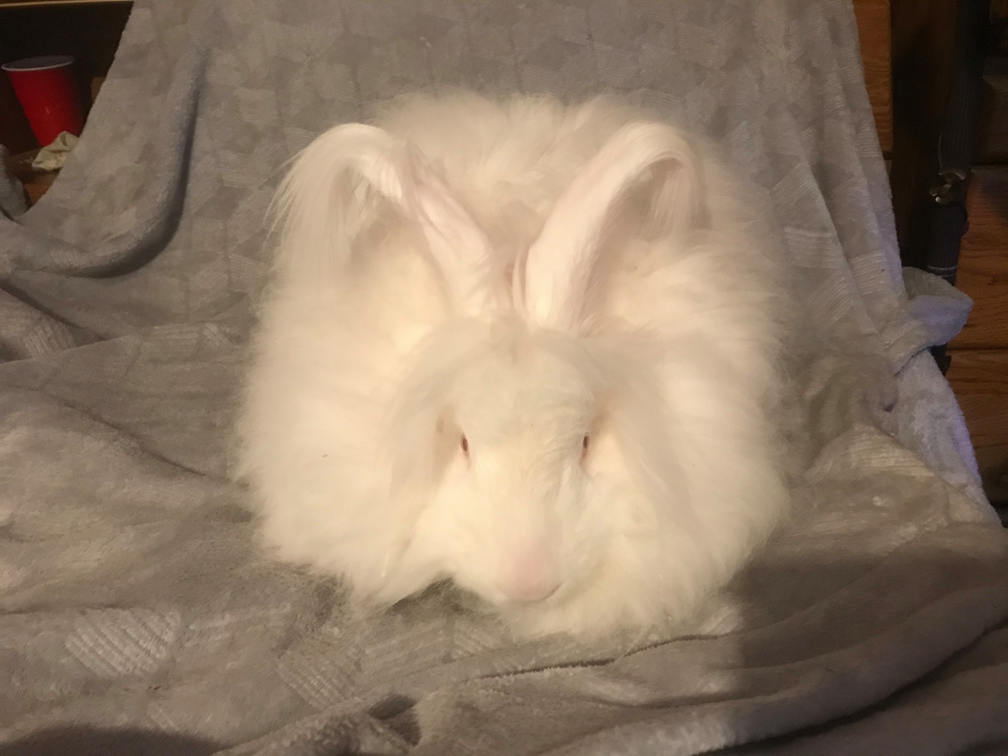 Pulaski Fluff Rabbitry - Giant Angora Rabbits in Jackson, MI