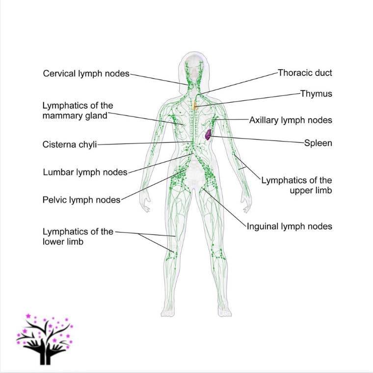 mountainside-lymphatic-system-ever-had-an-injury-where-the-pain