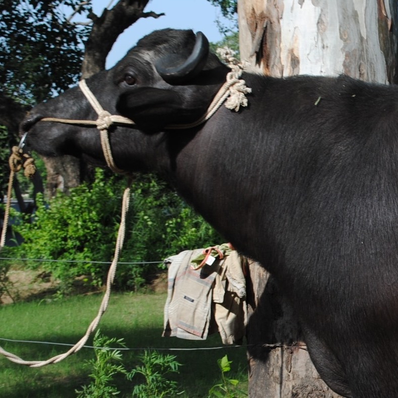 PAIR-ANRF Sponsored Workshop on AI/ML in Livestock Production at ...