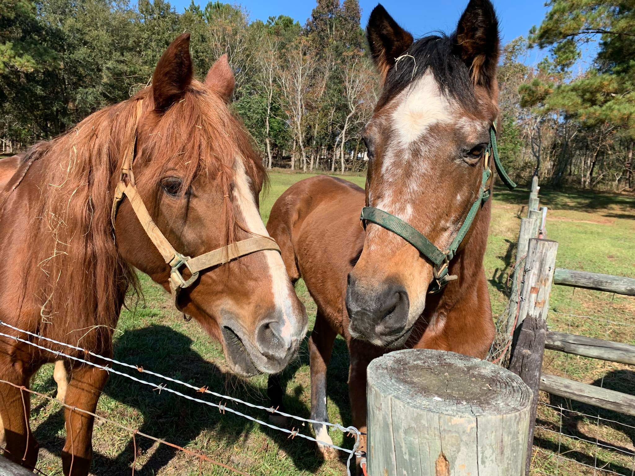 Meet Jazz (left) and... - Triple R Horse Rescue Tallahassee | Facebook