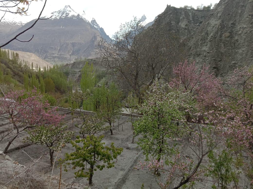 Hunza Organic Farm - Home