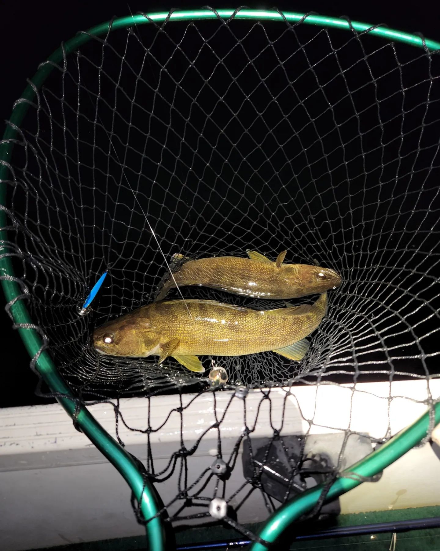 cisco fishing net Fishpond Nomad Emerger 2.0 Reliable. Cisco Fishing Nets are Here!