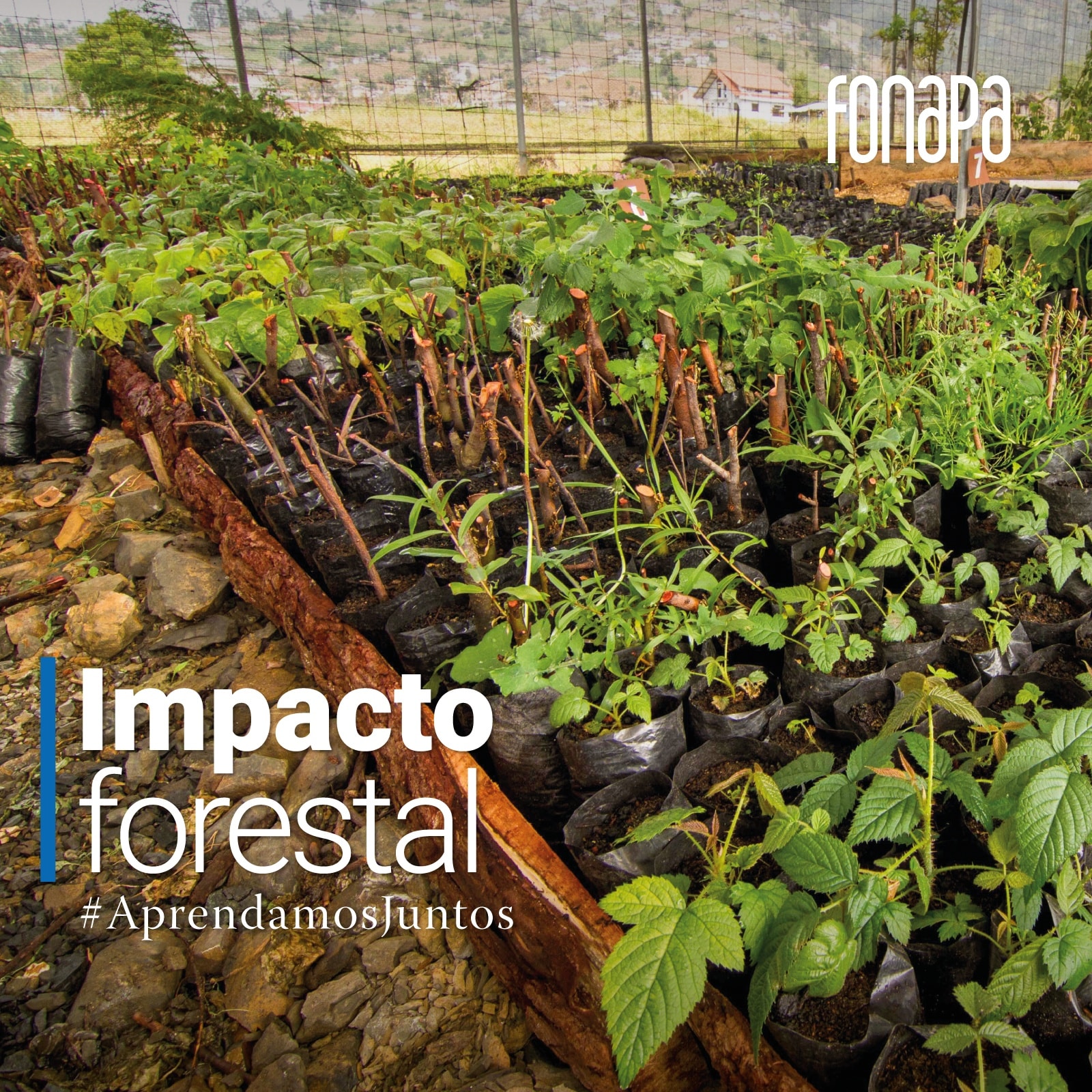 FONAPA - Impacto positivo de la forestación 🌳 ¡Plantar es proteger! 🌱 # ...