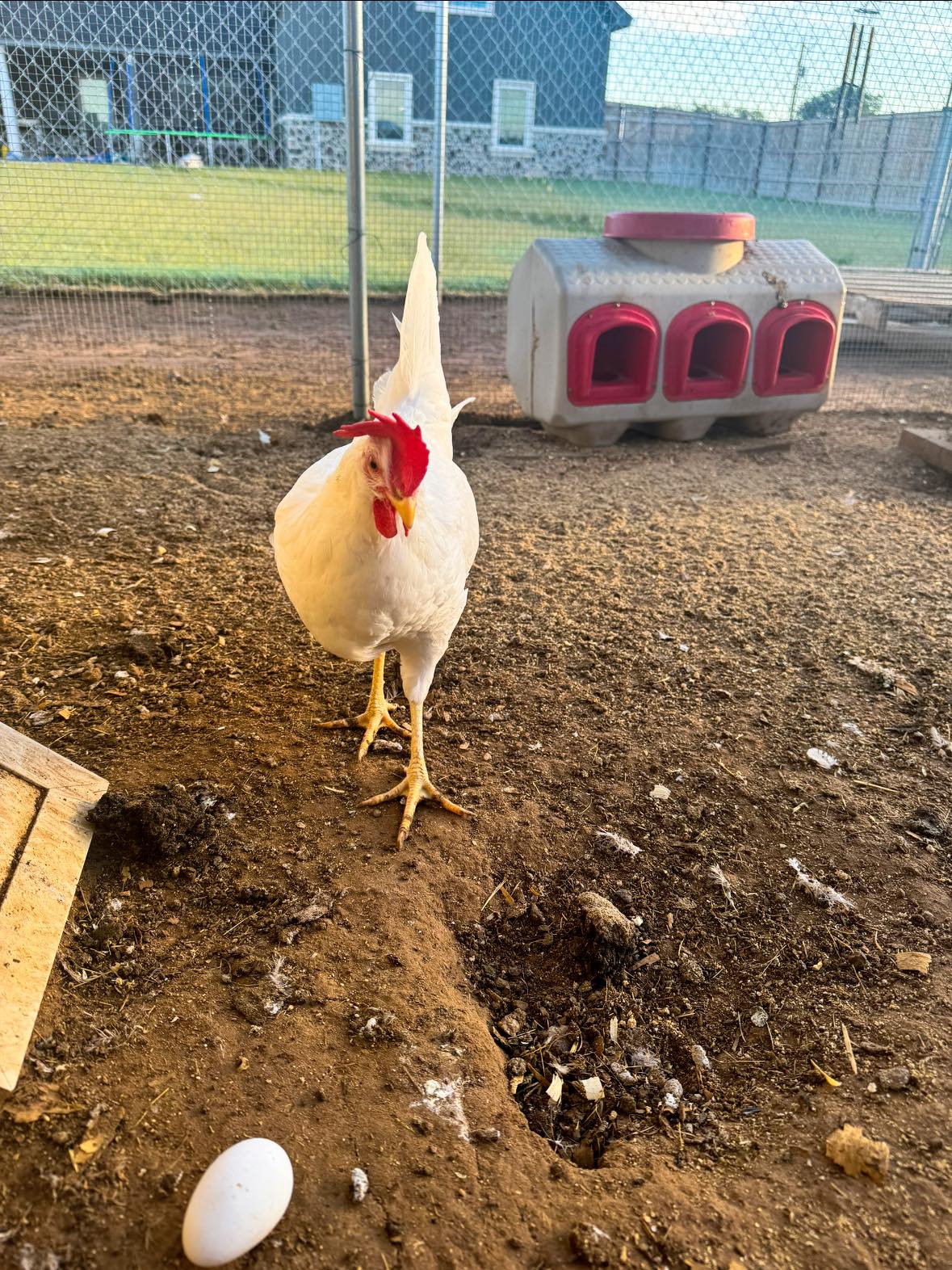 メルシー牧場 MERCER's Barnyard and - MERCER's Barnyard and Exotic Birds