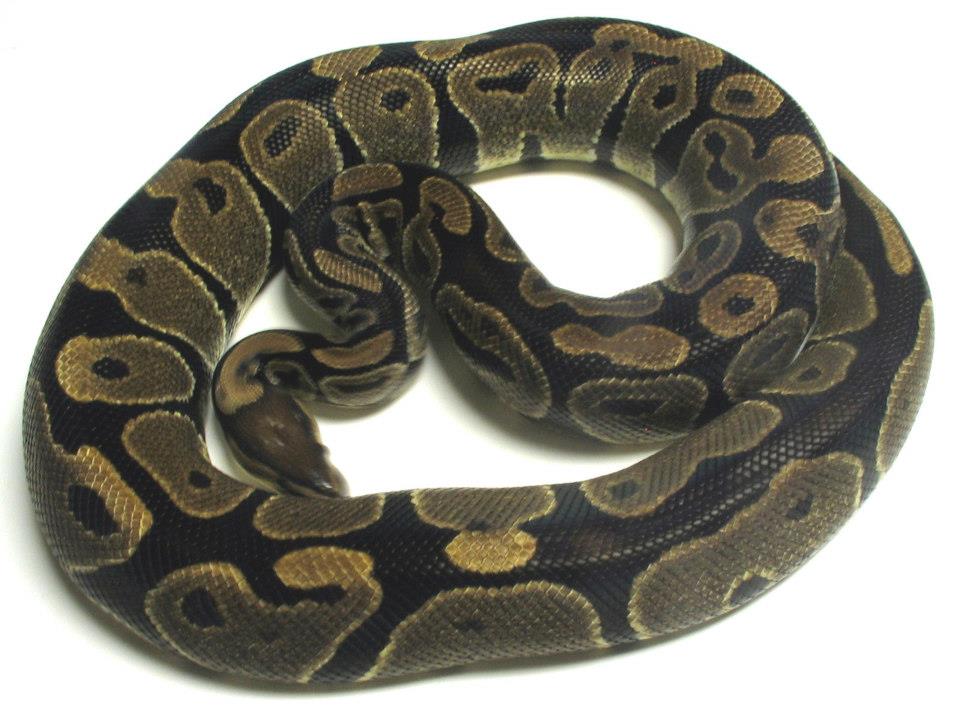 Jason's - HAXBP-F-1; 100% Het VPI Axanthic Ball Python; Female; Believe ...