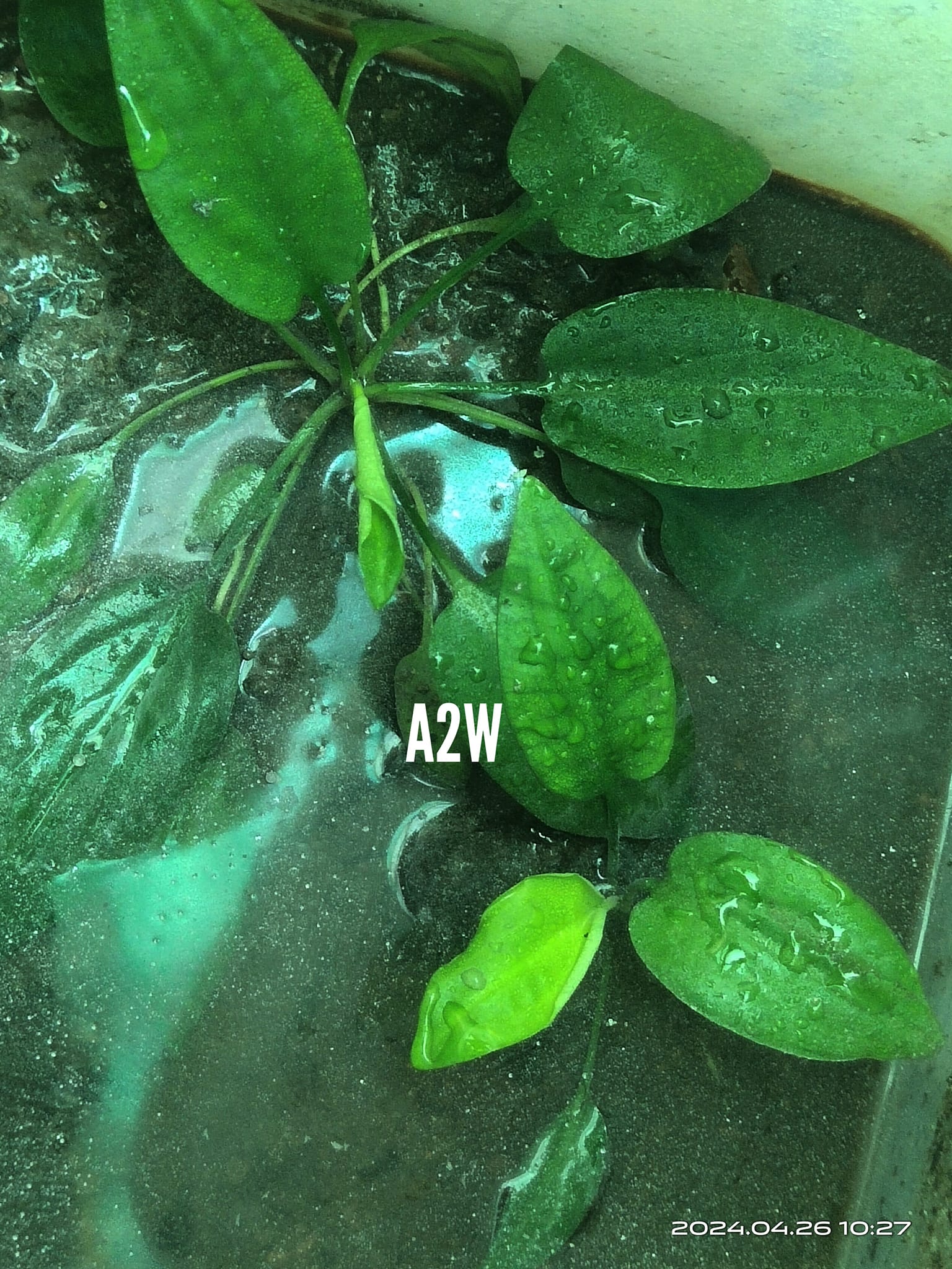 クリプトコリネ Purple Emperor【KN】 Cryptocoryne Purple Emperor KN By Nakamoto We just can't take