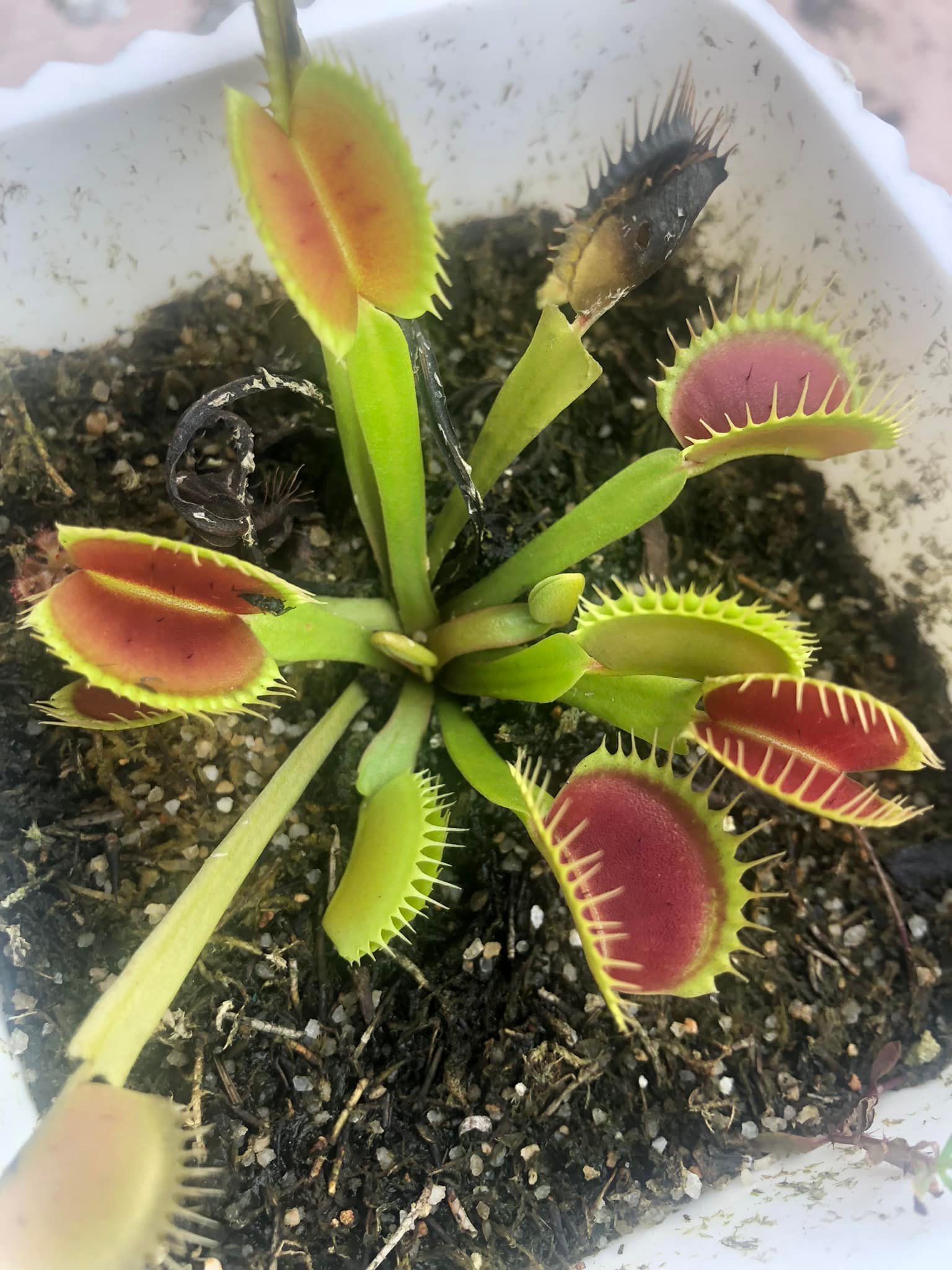 Ripper Plants PH