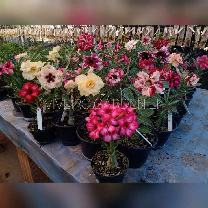 Fuji Rosas do Deserto - É muita beleza passando no seu feed! ️ Tem como ...