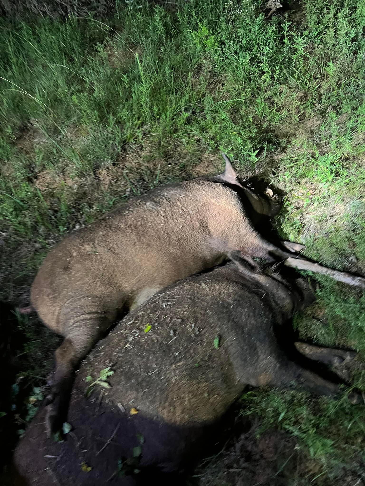 Predator Control Specialist - Midwest