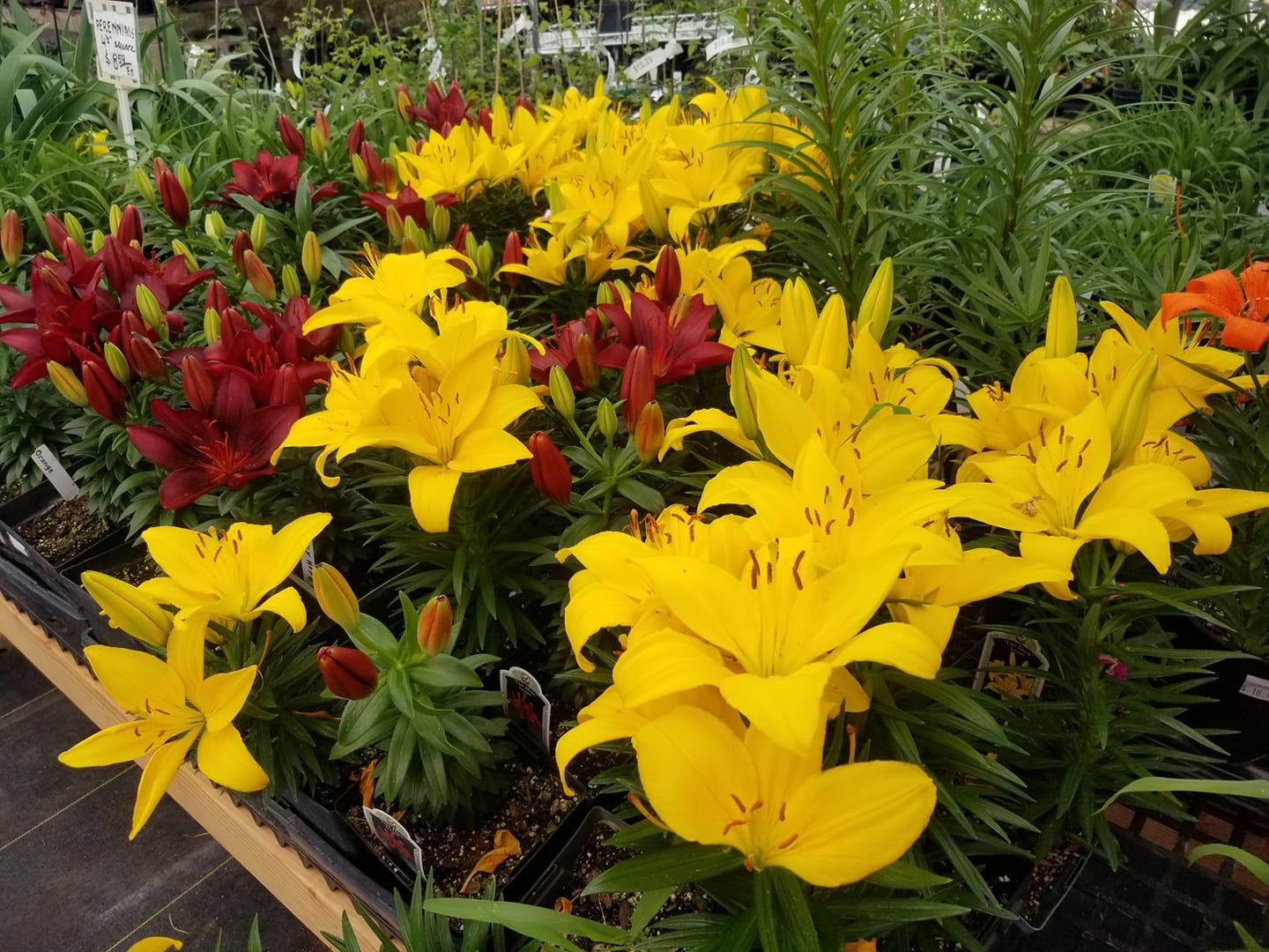 Springtime Garden Center | Lees Summit MO