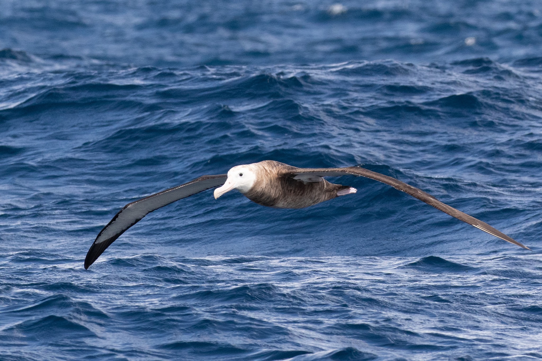 Bird of the Year – Team Toroa We’re... - Southern Seabirds | Facebook