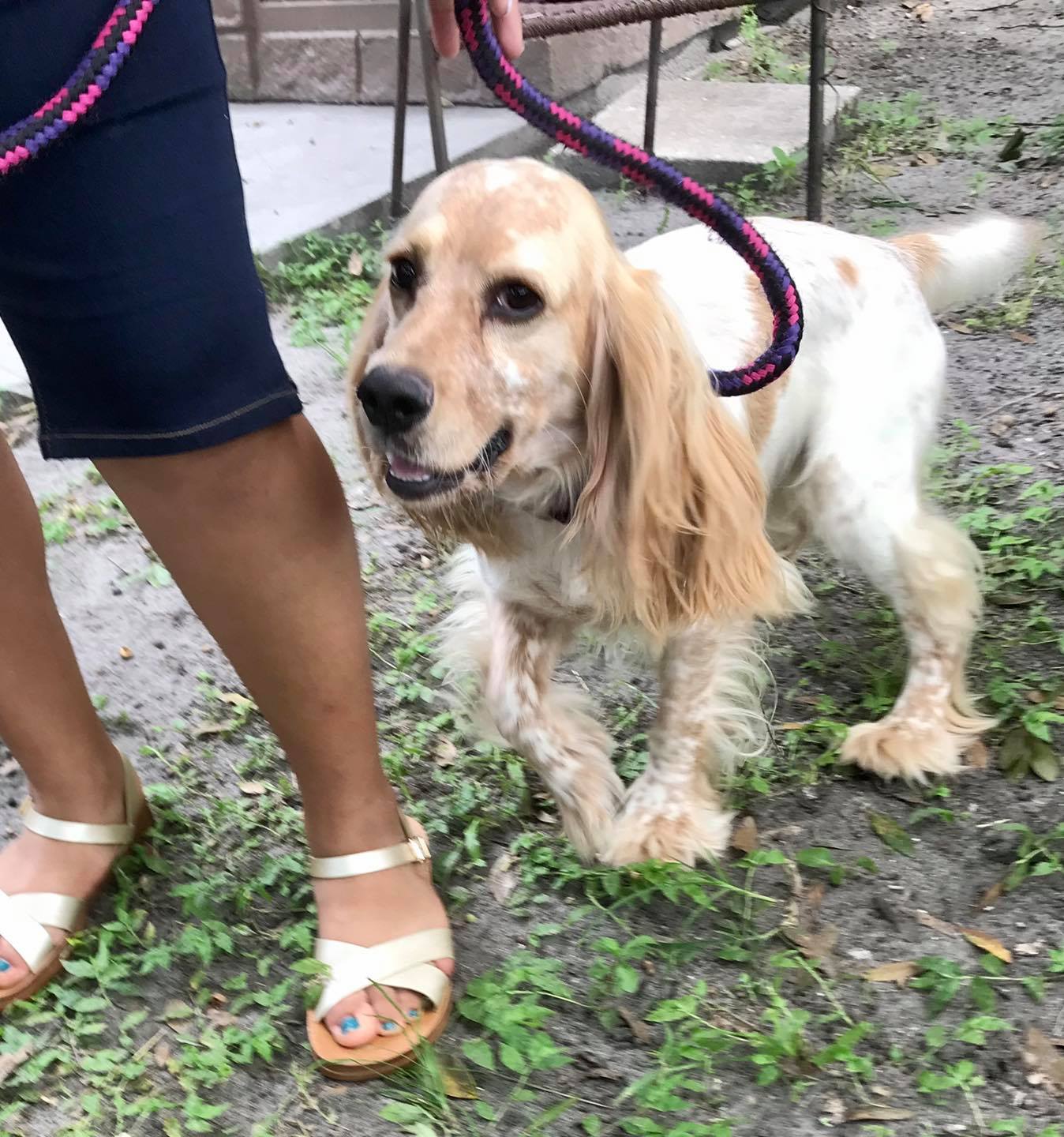 Florida Cocker Spaniel Rescue