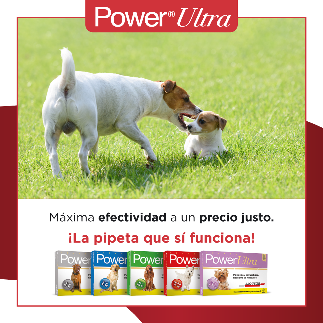 Power® Ultra es la pipeta... - Alcames División Veterinaria | Facebook