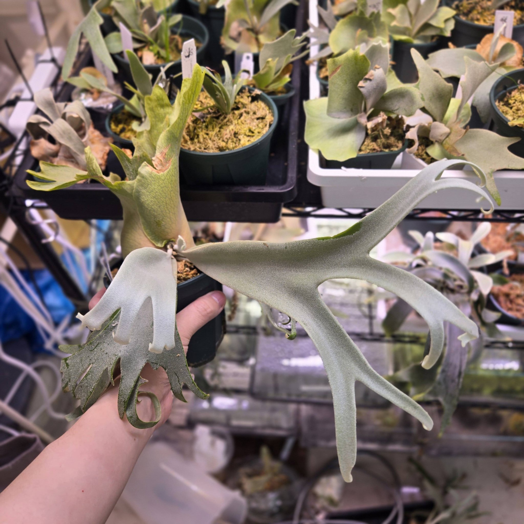 P. Willinckii cy Blue Queen, P. Willinckii cv Harvest Moon P 