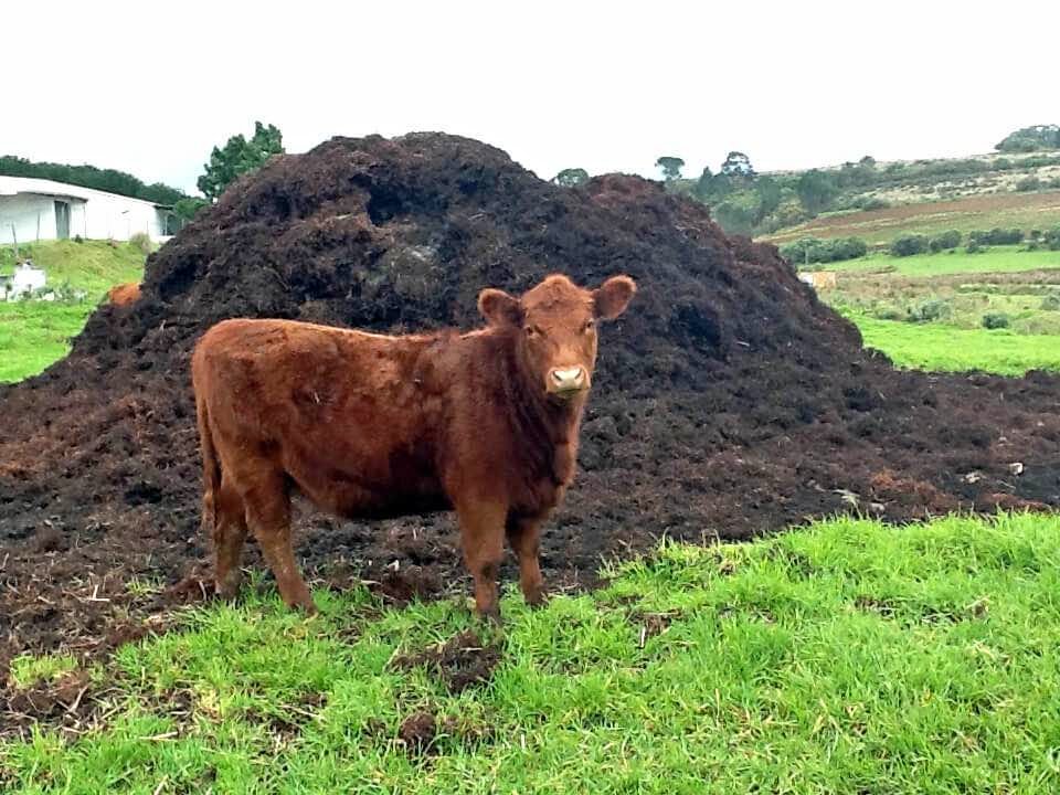 ISO cow manure - Miscellaneous - Quincy, Ohio | Facebook Marketplace ...