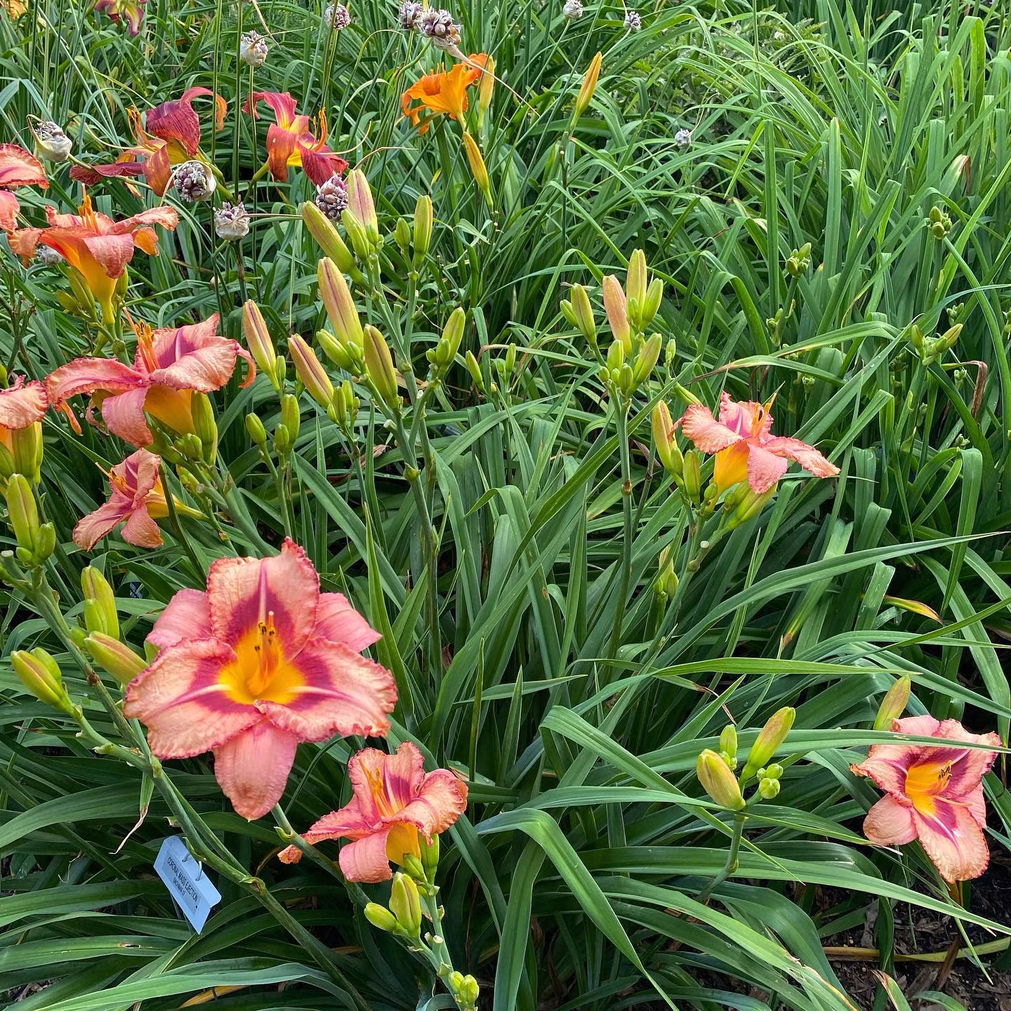 Homegrown - Native Flowers | Madison WI