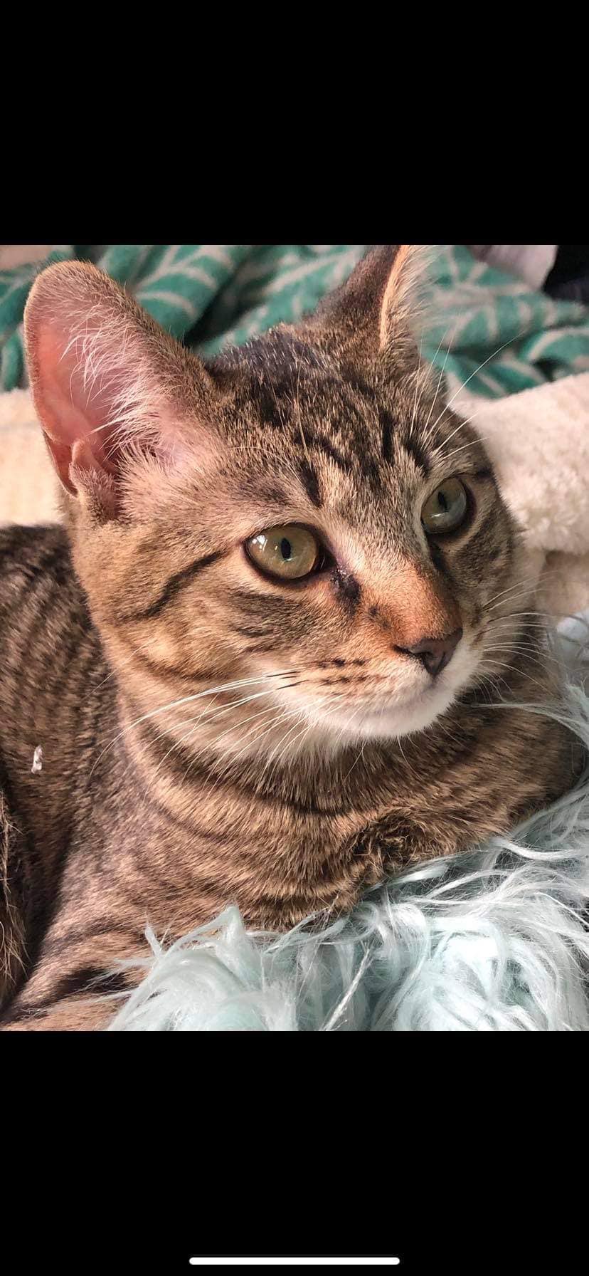 Lost brown tabby cat Oliver in 12th South/Melrose area