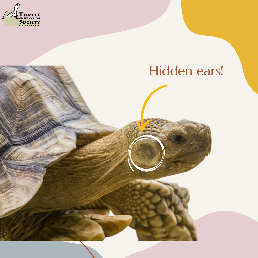 Turtle - 
