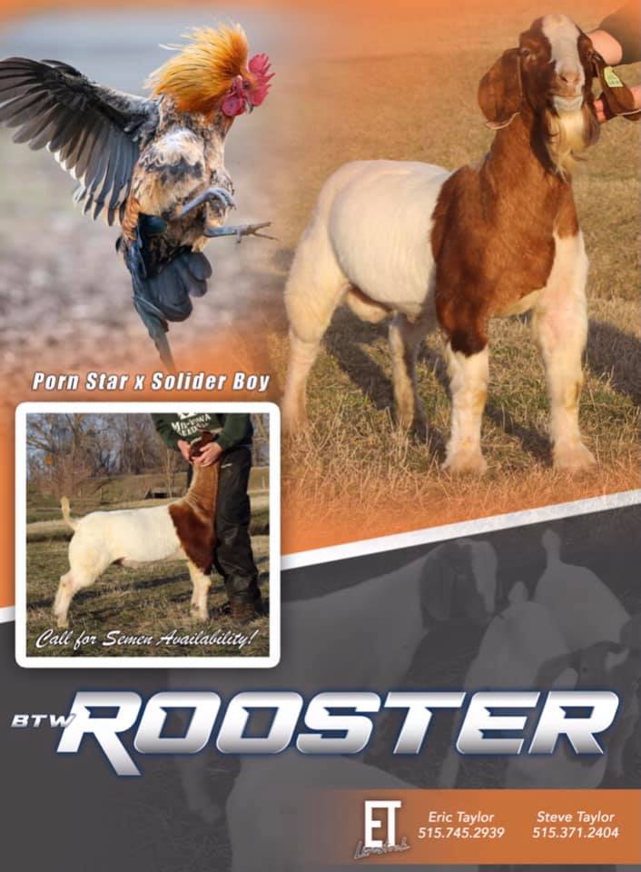 ET Livestock - Introducing “Rooster” Porn Star x Soldier...