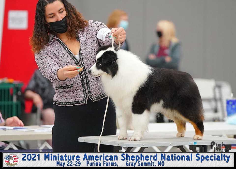 These... - Moonbaby Australian Shepherds, & AKC Mini Americans ...