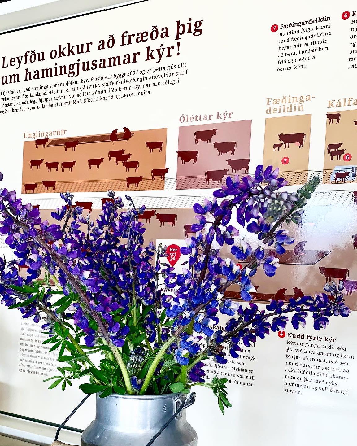 Kaffi kú | Akureyri