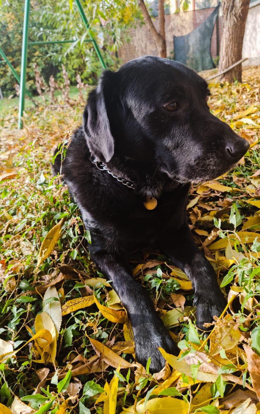 Max, the Guide Dog - Home
