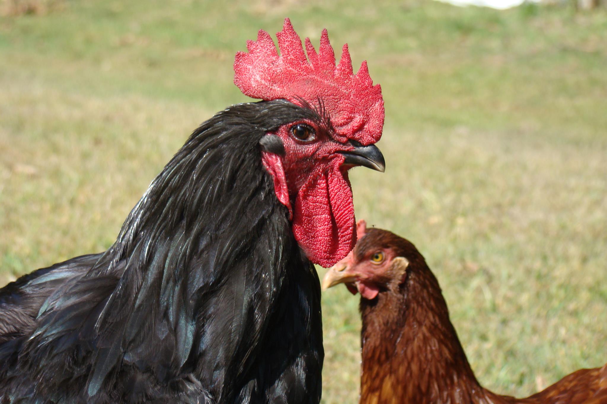 Old - A Black Java hen, one of the rarest breeds but one of the most ...