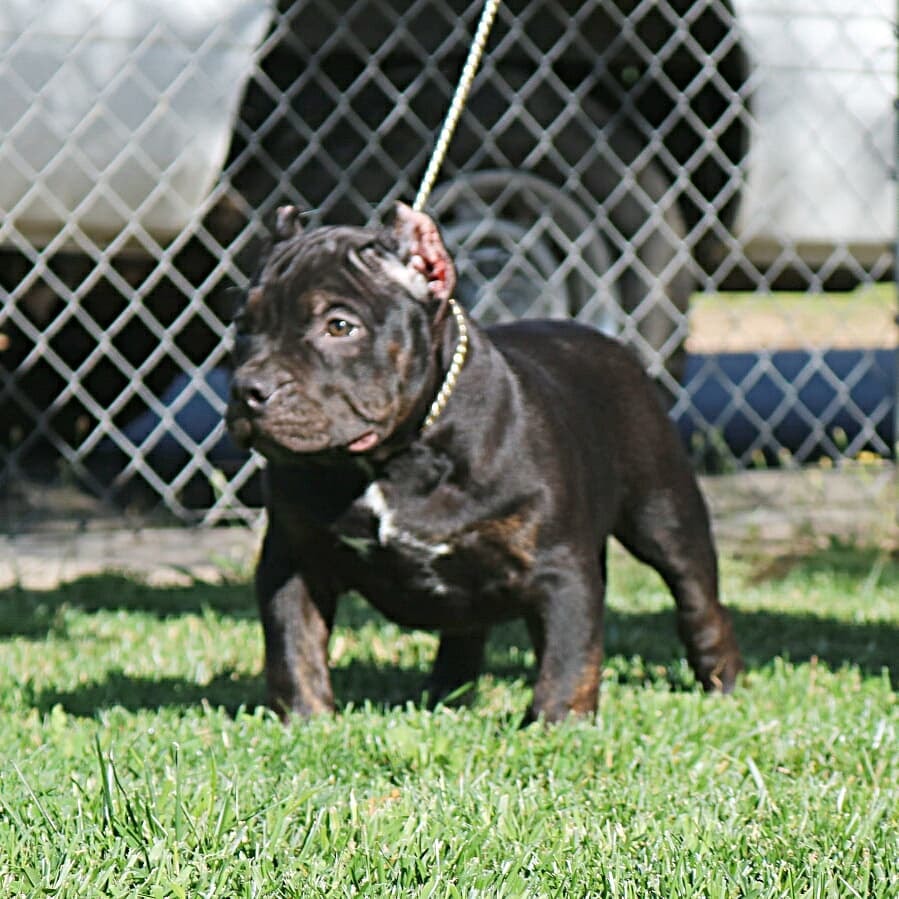 Ksb Bullys & Konnenstoltz Rottweilers | Marysville CA