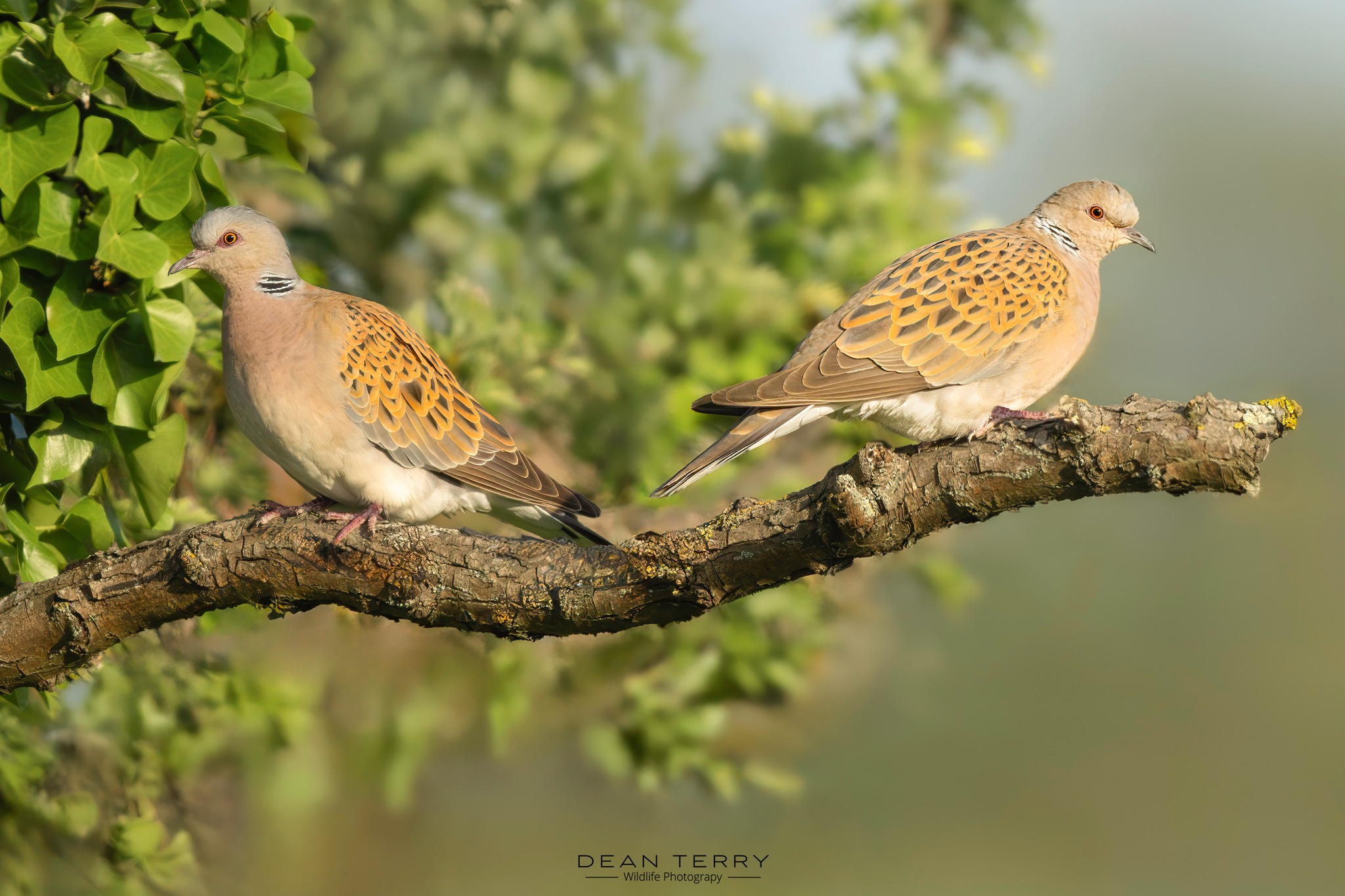 Kent Birding (United Kingdom) | Turtle Doves, Kent. | Facebook