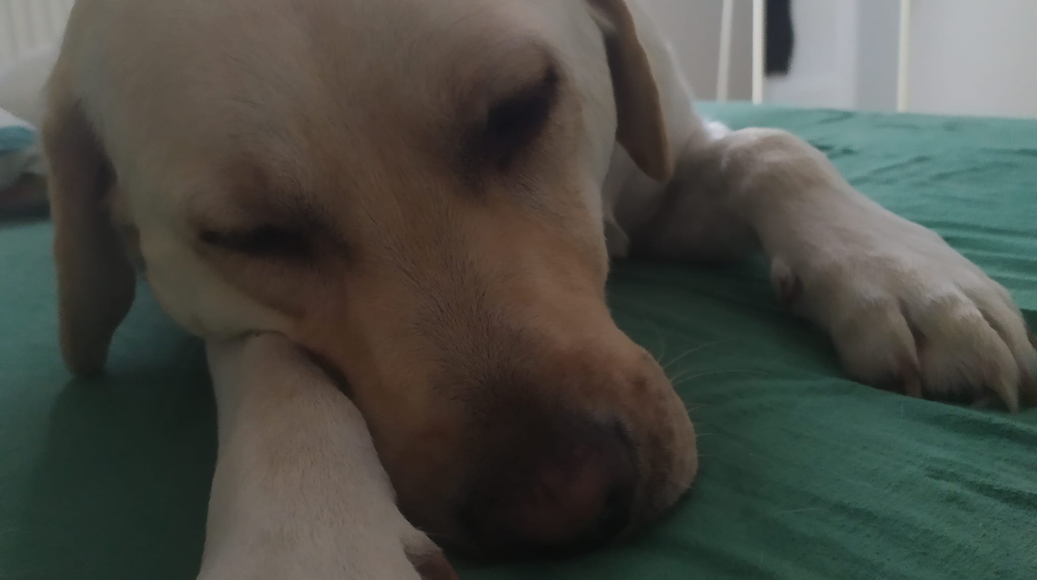 Hugo - Labrador Retriever
