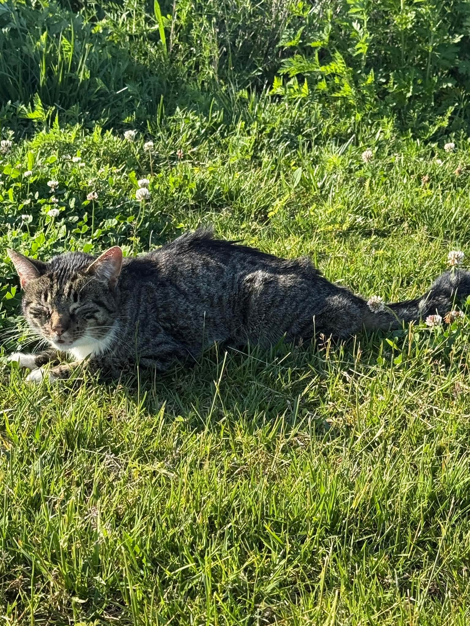Cat found on North 8th Street in Princeton